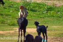 Cười đau ruột xem khỉ trêu dê