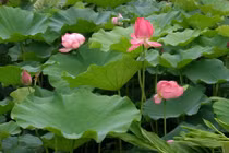 Công dụng chữa bệnh không đếm xuể của lá sen