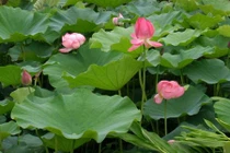 Công dụng chữa bệnh không đếm xuể của lá sen