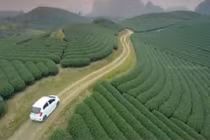 Hút hồn vẻ đẹp đồi chè Mộc Châu nhìn từ flycam