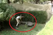 Gái trẻ liều mạng trêu chọc cá sấu trong công viên