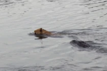 Cá sấu khổng lồ suýt nuốt trọn sư tử