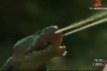 Ghê rợn rắn hổ mang phun nọc độc vào mắt sư tử