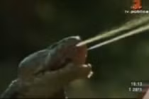 Ghê rợn rắn hổ mang phun nọc độc vào mắt sư tử