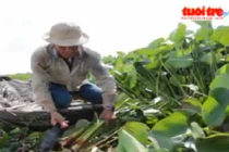 Thu tiền tỷ từ thân cây lục bình