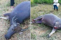 Xôn xao bức ảnh con trâu bị chặt chân vì ăn lúa