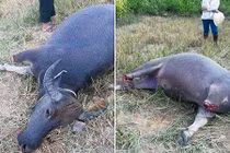 Xôn xao bức ảnh con trâu bị chặt chân vì ăn lúa