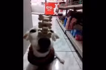 Thích thú xem chó làm xiếc với những mẩu xương