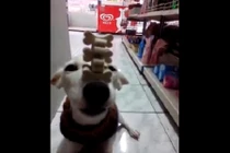 Thích thú xem chó làm xiếc với những mẩu xương