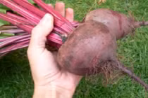 5 tác dụng tuyệt vời của củ dền