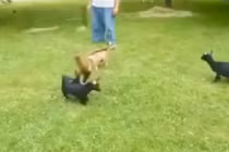 Cười tít mắt xem con dê thích nhào lộn