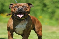 Bé gái 6 tuổi nguy kịch vì bị chó cắn liên tiếp vào mặt