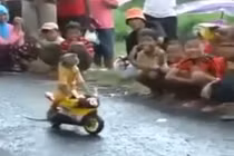 Ngạc nhiên xem khỉ trổ tài lái mô tô siêu đỉnh