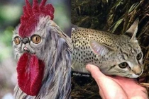 Cạn lời với loạt ảnh khi các động vật đều mang gương mặt mèo