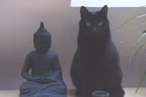 Khi mèo giả vờ ngồi thiền