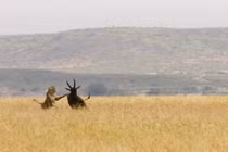 Video: Báo đốm dàn trận hạ gục linh dương trong chớp mắt