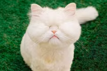 Dù bị mù, chú mèo Ba Tư vẫn thành idol MXH với biểu cảm lạ