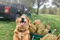 Loạt ảnh chó mèo xả thân 'bán mình' giúp chủ không nhịn nổi cười