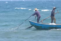 Quảng Ngãi: Ngư dân đi cào “lộc biển” nửa ngày đã kiếm cả chỉ vàng