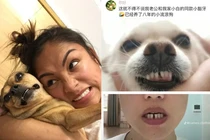 Loạt ảnh minh chứng “chủ nào chó nấy” khiến ai cũng buồn cười