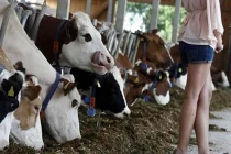 Khi những chú bò quên mất cách làm bò