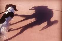 Giật mình với những chiếc bóng 