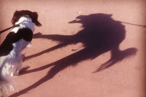 Giật mình với những chiếc bóng 