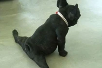 Chết cười với động vật đua đòi tập Yoga
