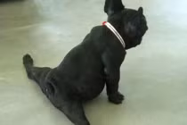 Chết cười với động vật đua đòi tập Yoga