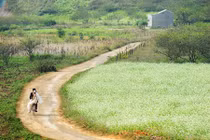 9 con đường hoa đẹp nhất Việt Nam, say lòng giới trẻ 