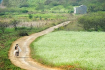 9 con đường hoa đẹp nhất Việt Nam, say lòng giới trẻ 