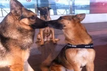 Ảnh cười Facebook: Cuộc tình tay ba