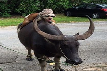 Cún thong thả cưỡi trâu đi dạo