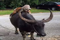 Cún thong thả cưỡi trâu đi dạo