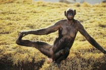 Chết cười với động vật đua đòi tập Yoga (2)