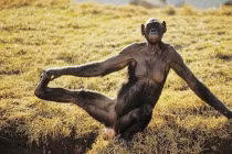 Chết cười với động vật đua đòi tập Yoga (2)