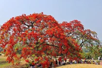 Mê mẩn cây phượng vĩ “thắp lửa” trên Đồi A1 Điện Biên Phủ 