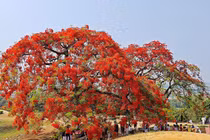 Mê mẩn cây phượng vĩ “thắp lửa” trên Đồi A1 Điện Biên Phủ 