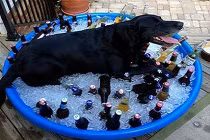 Ảnh cười Facebook: Khi động vật chống nóng