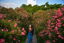 Hoa tường vi khoe sắc đón hè, bạn trẻ ùn ùn check-in