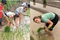 Khách Tây cấy lúa, lội ruộng, tối về khen cơm ngon nức nở