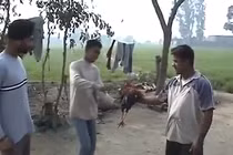 Anh nông dân giả tiếng động vật quá siêu