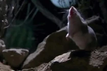 View - Quái Thú Đào Tẩu Khỏi Sở Thú Tư Nhân Gây Chấn Động | Báo Tri thức và Cuộc sống - TIN TỨC PHỔ BIẾN KIẾN THỨC 24H