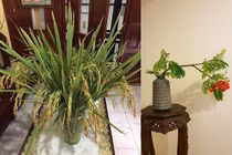 Chán cắm hoa, dân mạng có thú chơi độc khiến ai cũng trầm trồ