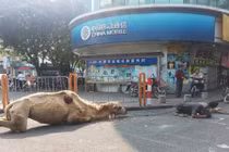 Phẫn nộ ăn mày chặt cụt chân lạc đà “xin” lòng thương hại