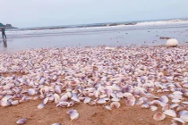 Hàng tấn ngao tím dạt bờ, netizen hài hước bày cách giải quyết