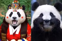 Điều đặc biệt về gấu trúc Fubao khiến nghìn người Hàn Quốc khóc ròng