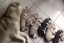 Rung động với tình mẫu tử của thú cưng