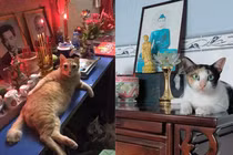 Bất lực với loạt ảnh chó mèo báo đời ngồi lên cả bàn thờ