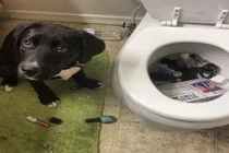 Thảm họa mang tên... cún cưng